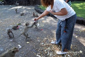 lop buri_SanPhraKan_monkey_feading