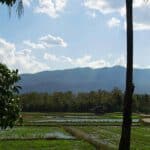 mae hong son loop palm